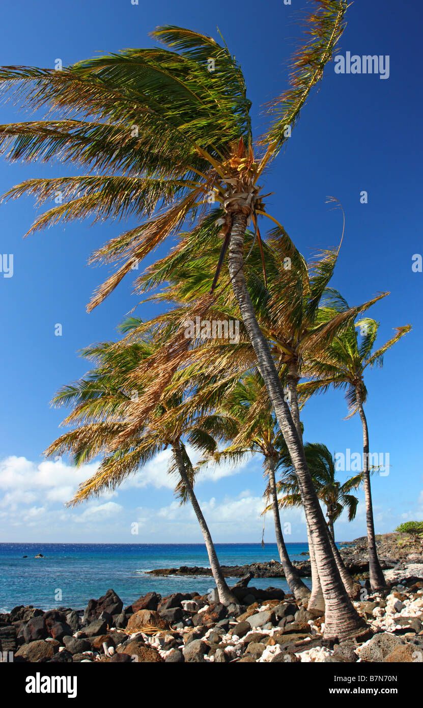 Blue sky, palm trees and strong wind on the west shore of Big Island of Hawaii, USA Stock Photo