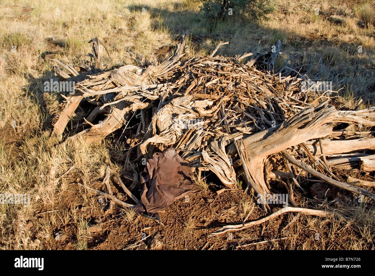 Stephen's Woodrat midden (nest) Neotoma stephensi near Showlow Arizona United States 17 July midden Muridae Stock Photo