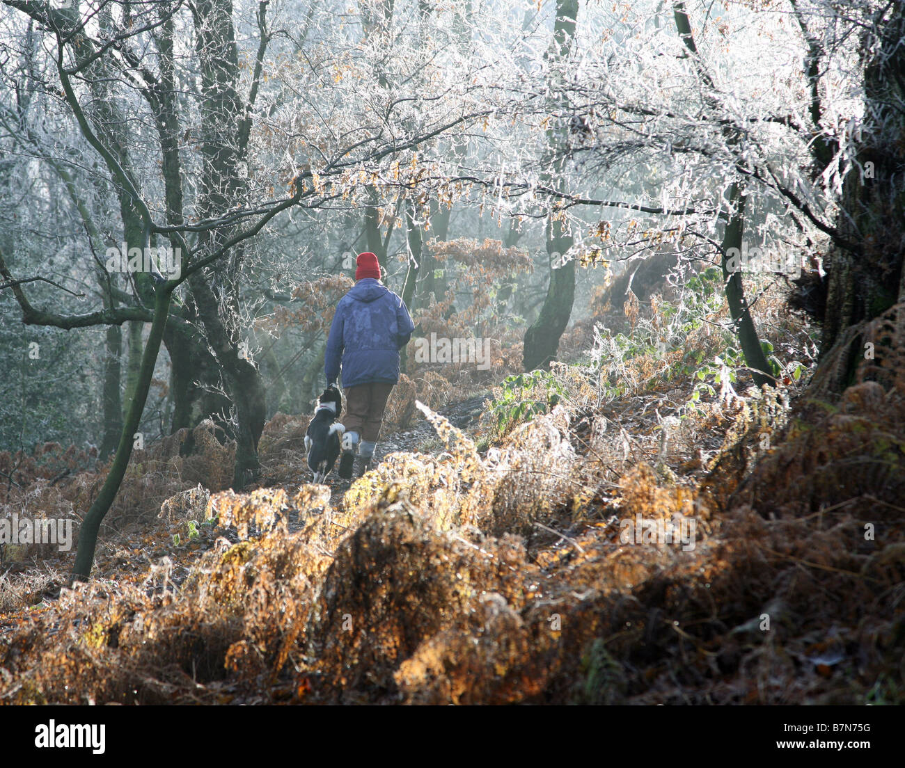 A woman walking her dog through the frost covered trees and bracken in the woods with the sunlight shining through the trees Stock Photo