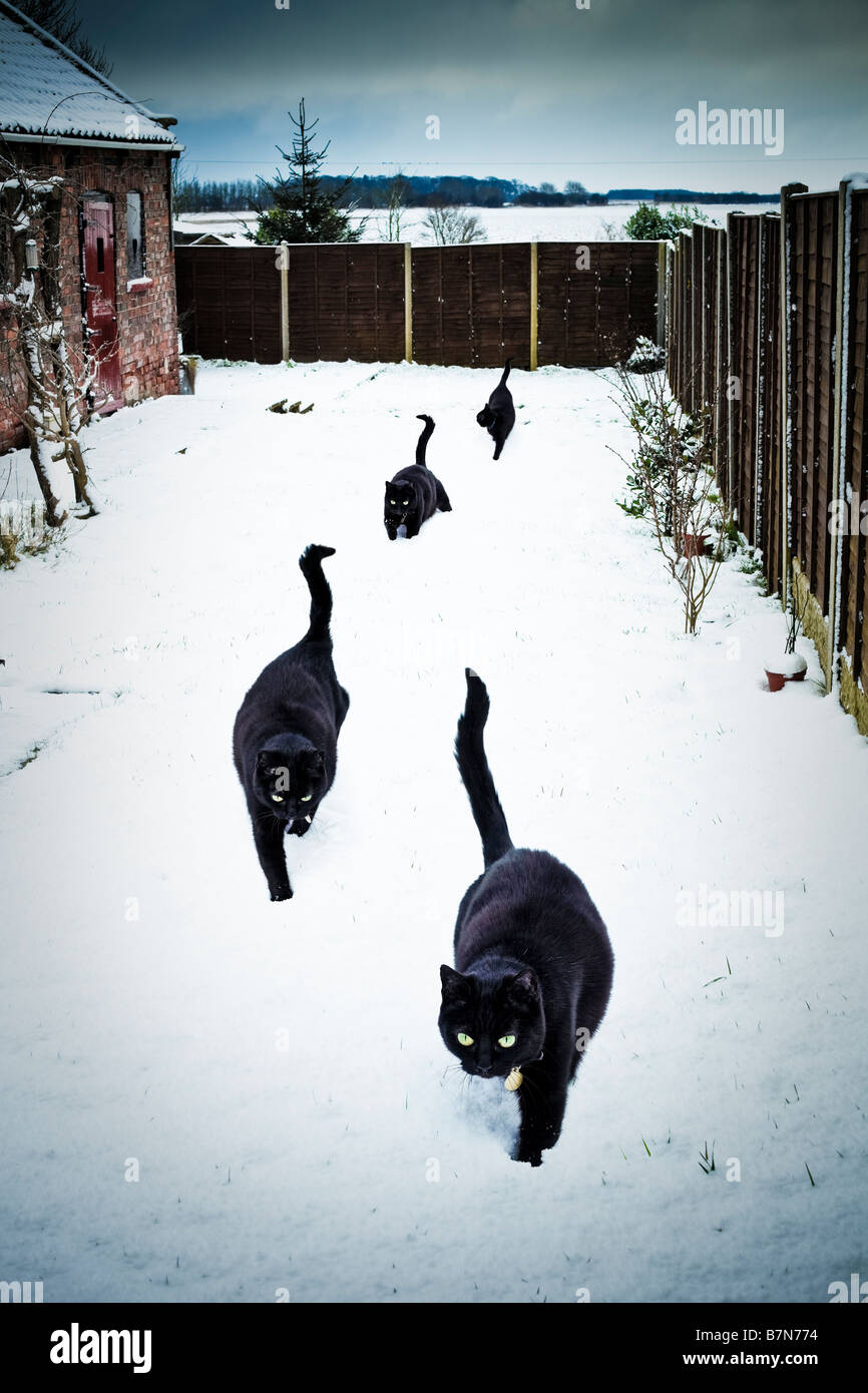 Four lucky black cats in a garden in deep snow PR Stock Photo