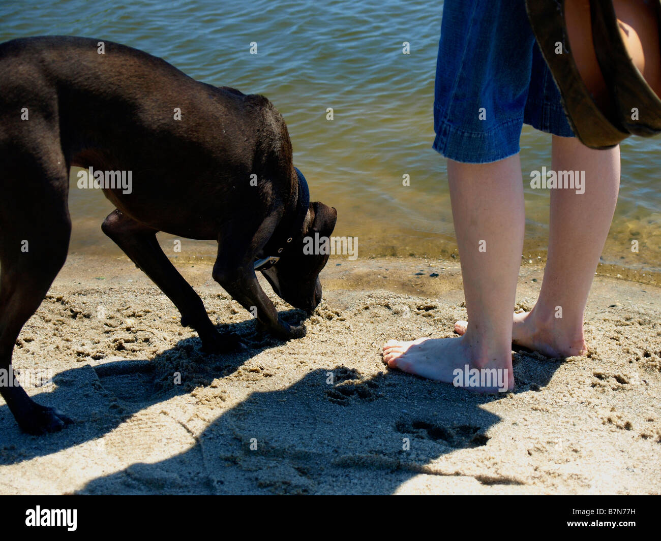 Woman and dog on a beach near the shoreline. Legs only. Stock Photo