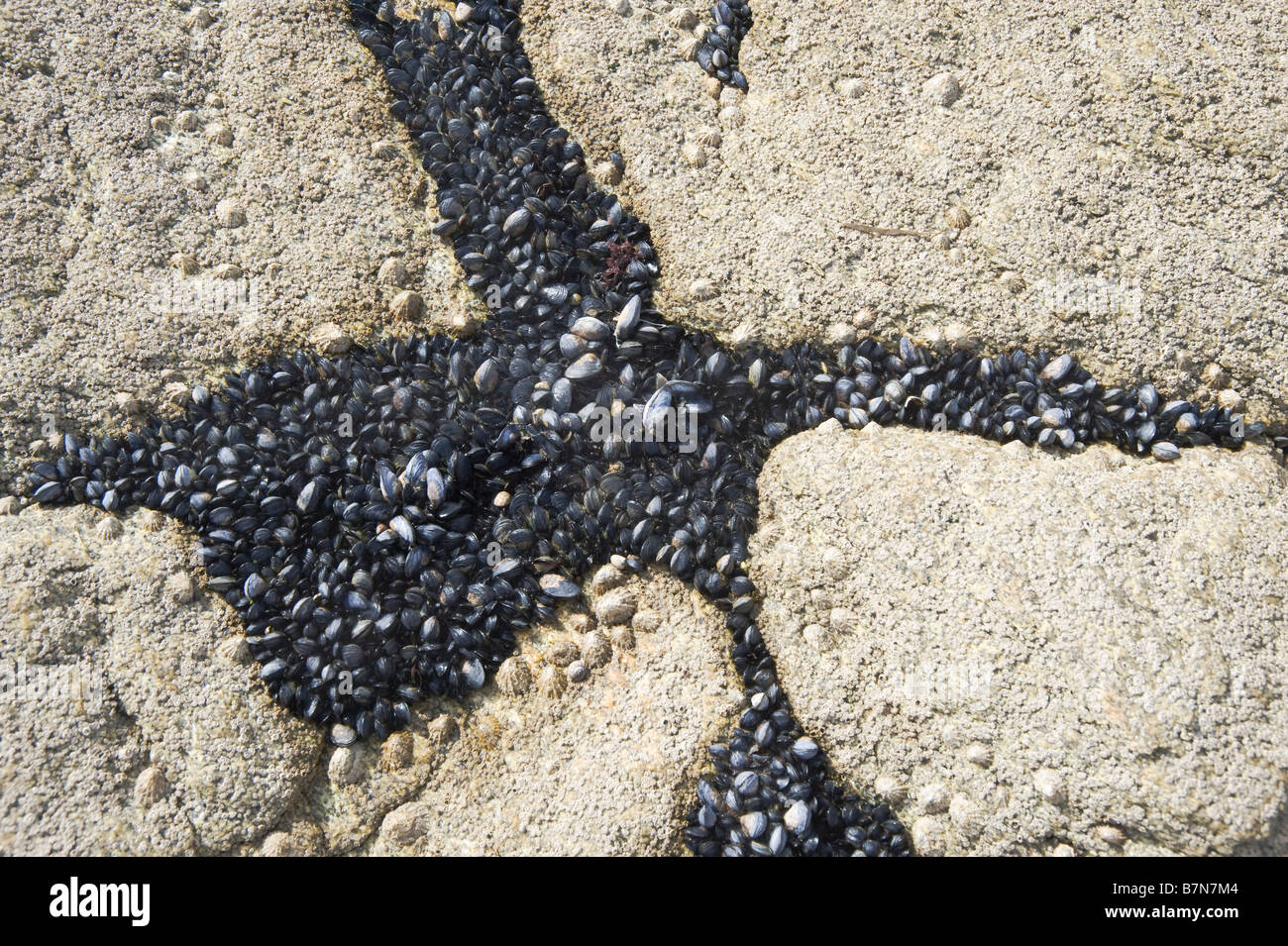 Mussels in the rocks Port Maria Quiberon France Stock Photo - Alamy