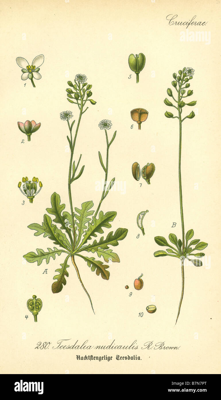 Circa 1880s engraving of Shepherd's Cress (Teesdalia nudicaulis) from Prof Dr Thome's Flora of Germany. Stock Photo