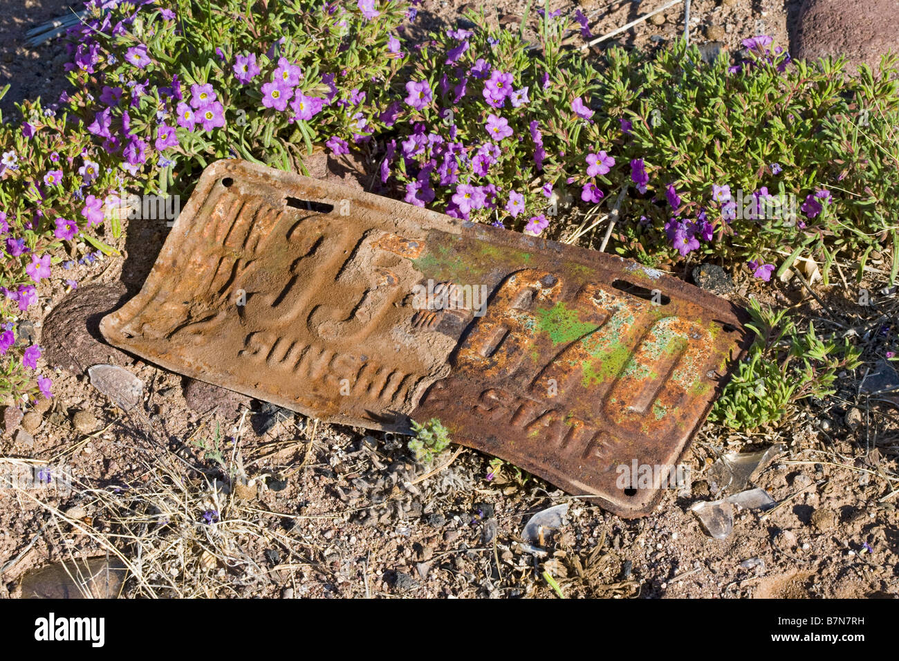 License plate and flowers Socorro New Mexico United States Stock Photo