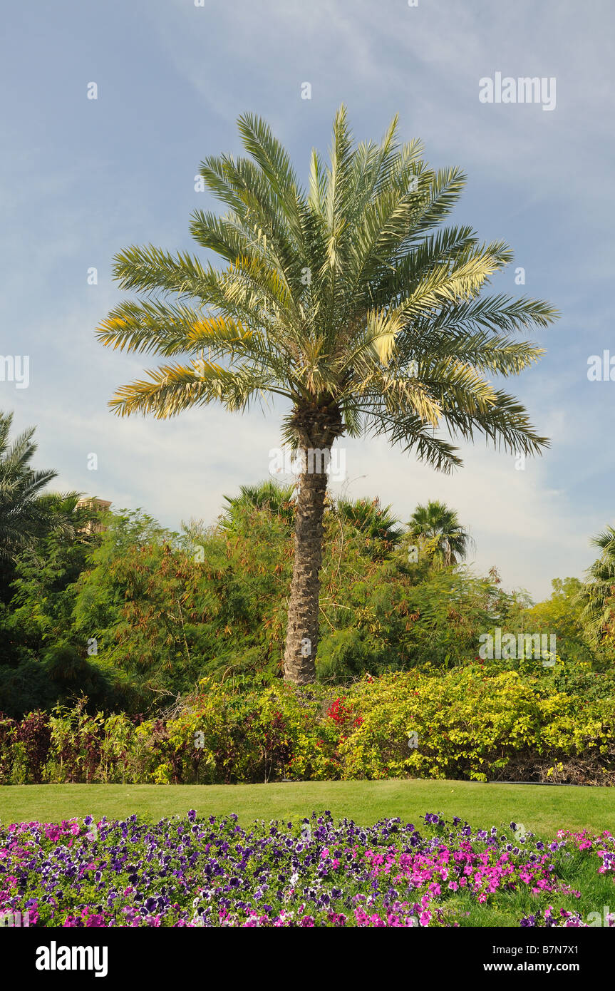 Palm Tree in Dubai, United Arab Emirates Stock Photo