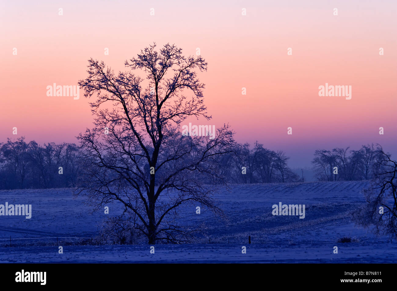 Lone Tree at Sunset in a Snow Covered Field Crawford County Indiana Stock Photo