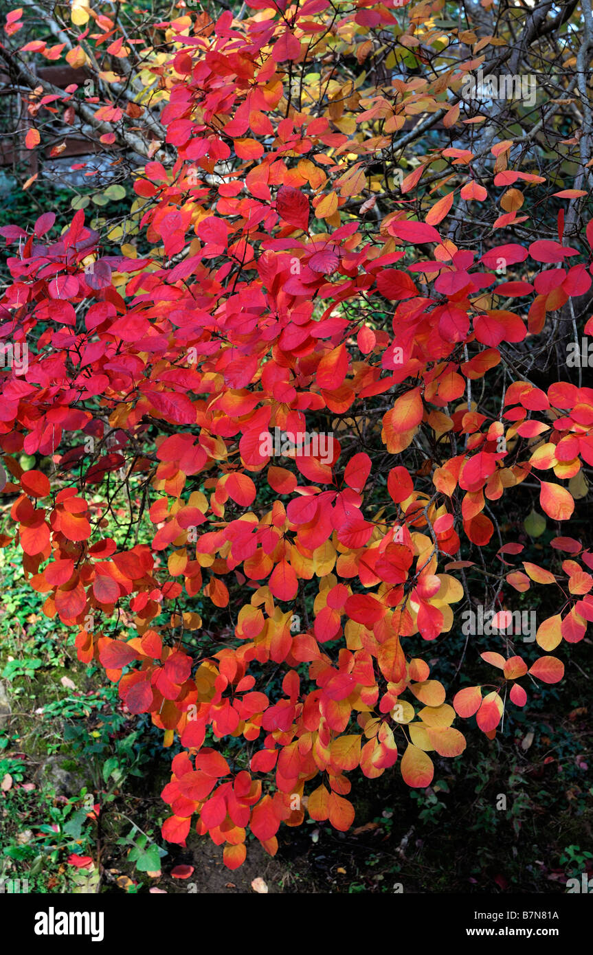 cotinus coggygria smoke tree bush vibrant bright red orange yellow dappled color colour leaves leaf close up detail Stock Photo