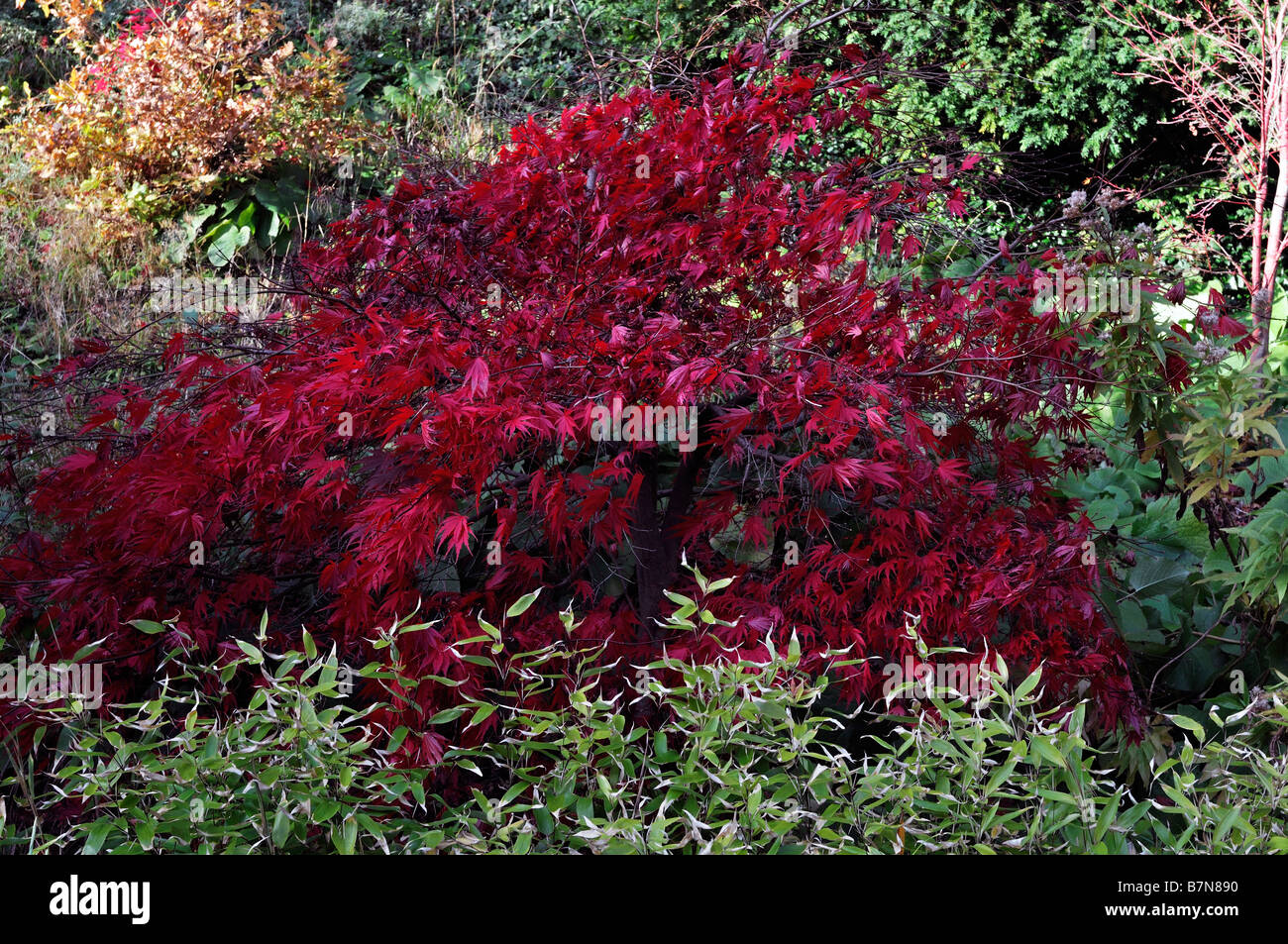 fiery red coloured acer palmatum leaves leaf autumn autumnal fall color colour tree trees Stock Photo