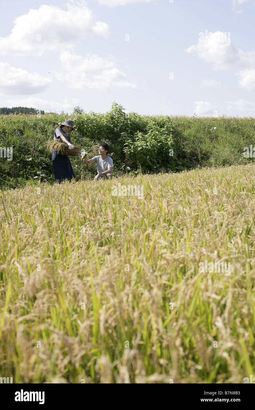 Wild rice harvest hires stock photography and images Alamy