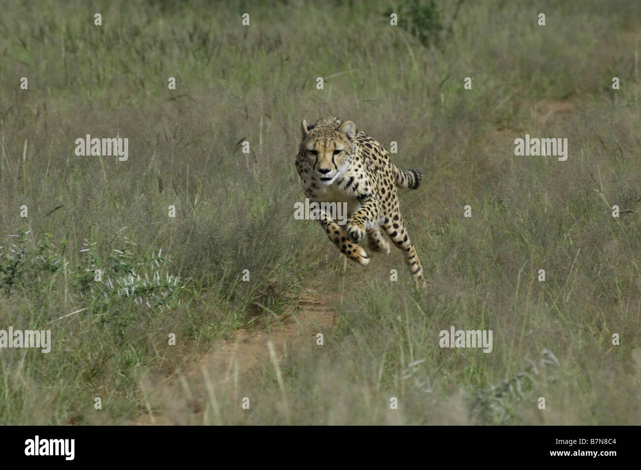 Running leopard gepard hi-res stock photography and images - Alamy