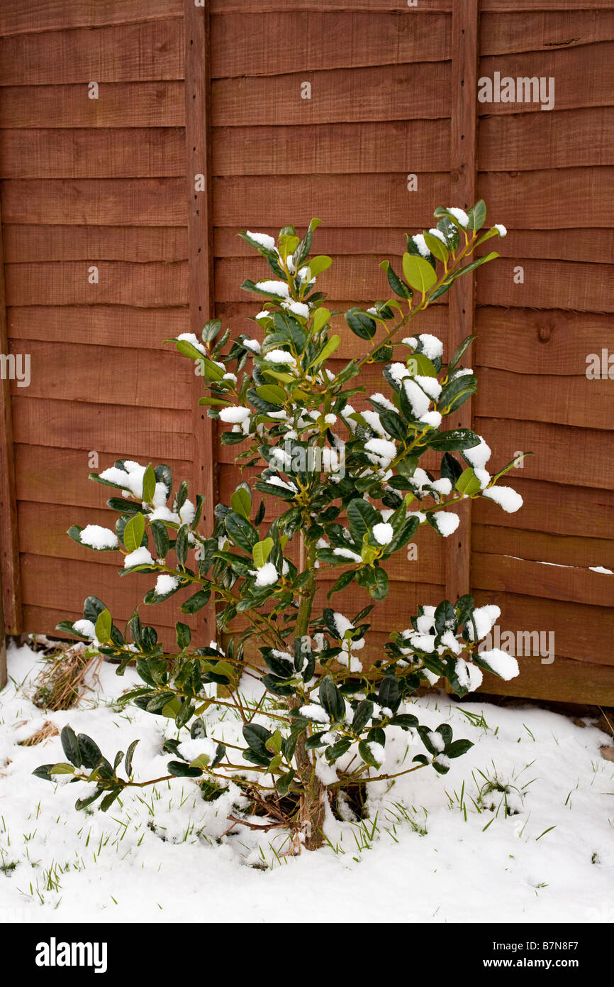 Garden shrub against a wooden fence panel with leaves covered in winter snow, UK Stock Photo
