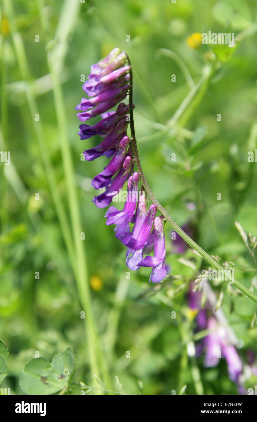 Tufted Vetch, Bird Vetch, Cow Vetch or Tinegrass, Vicia cracca, Fabaceae Stock Photo