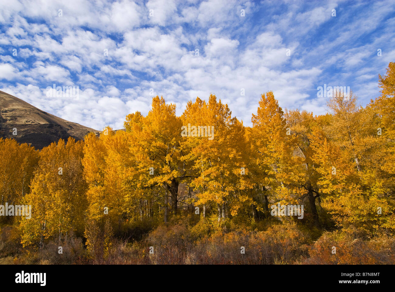 Cottonwood Trees In The Yakima River Canyon In The Fall Central