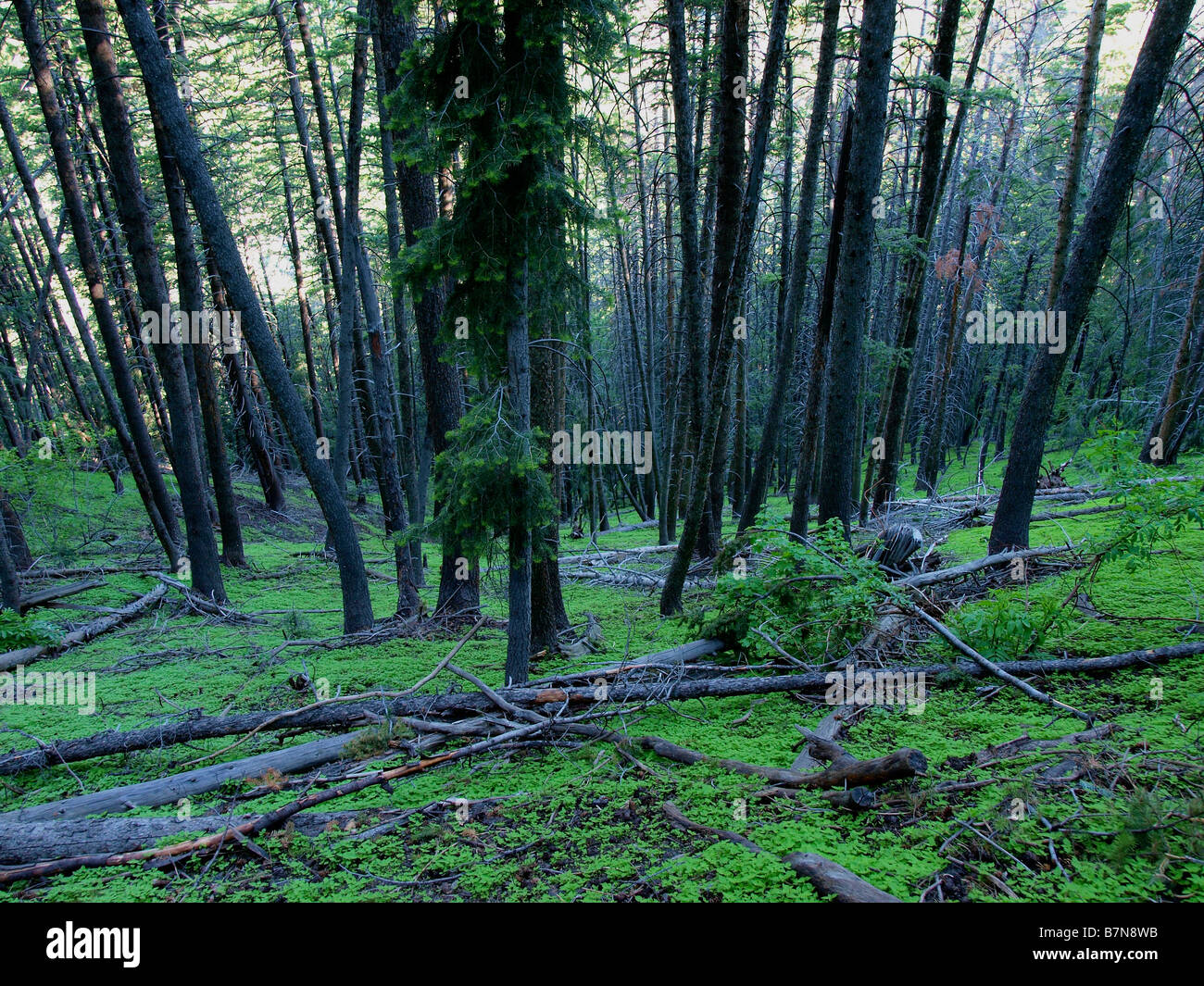 Intensely lush wooded area with groundcover and trees shot in wide