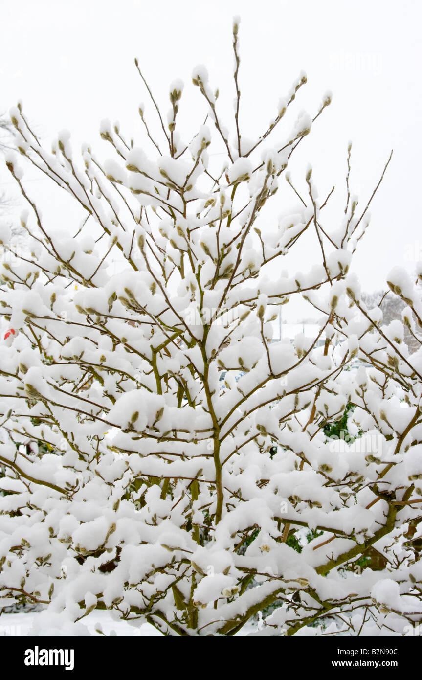 Budding Magnolia stellata covered In The Winter Snow Stock Photo - Alamy