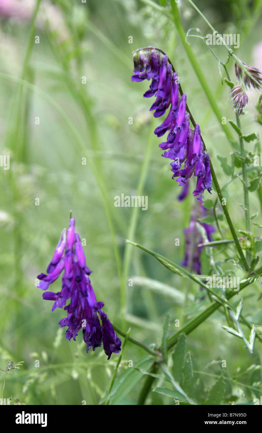 Tufted Vetch, Bird Vetch, Cow Vetch or Tinegrass, Vicia cracca, Fabaceae Stock Photo