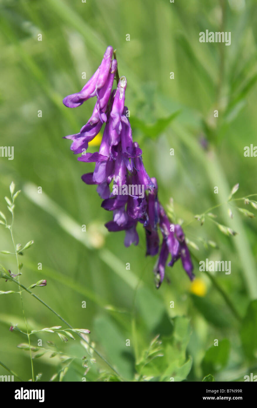 Tufted Vetch, Bird Vetch, Cow Vetch or Tinegrass, Vicia cracca, Fabaceae Stock Photo