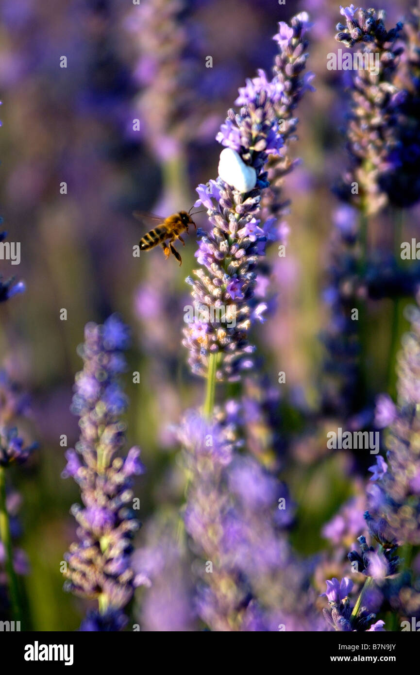 Honey Bee foraging for pollen on lavender, Provence, France Stock Photo