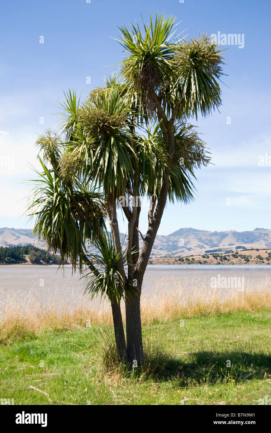 Cabbage tree, Barrys Bay, Akaroa Harbour, Banks Peninsula, Canterbury, New Zealand Stock Photo