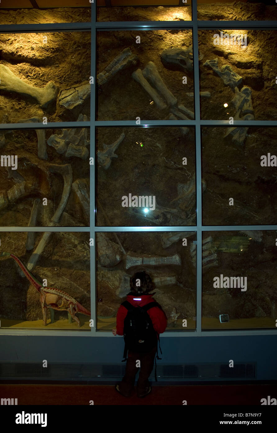 Boy Looking at, Dinosaur Bones, Dinosaur Isle, Dinosaur Museum, Sandown, Isle of Wight, England, UK, GB. Stock Photo