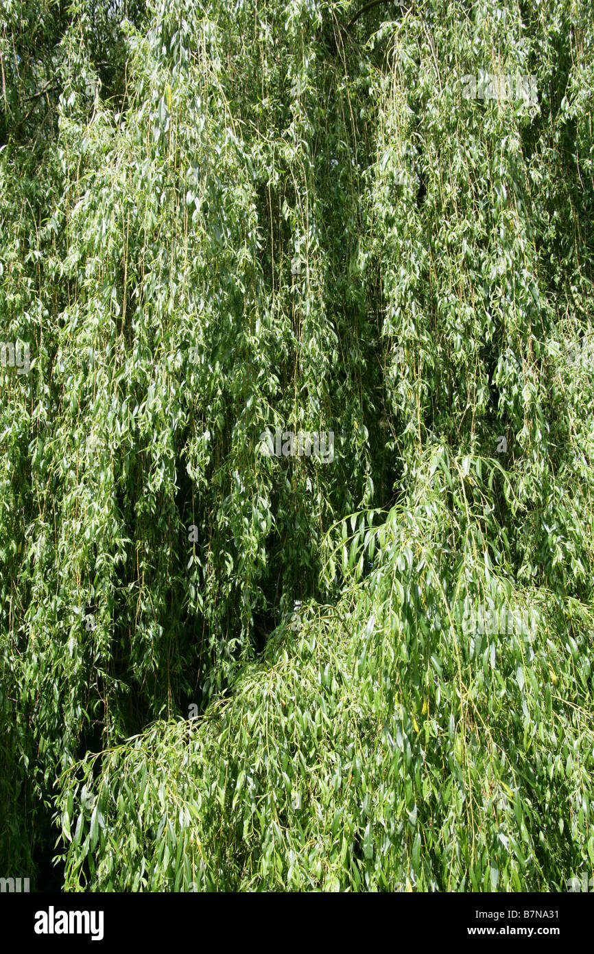 Weeping Willow Tree, Salix babylonica, Salicaceae Stock Photo