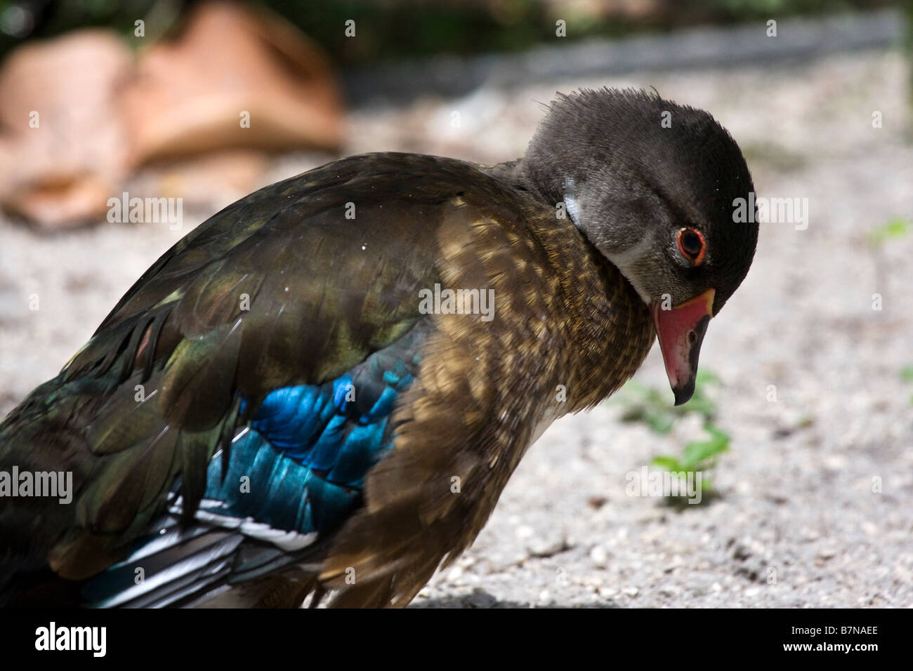 Juvenile Wood Duck (Aix sponsa) Stock Photo