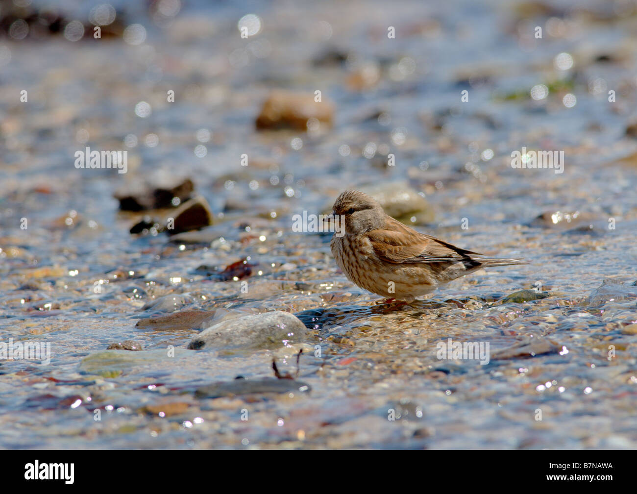 Female Linnit (Carduelis cannabina) bathing in fresh water on a beach Stock Photo