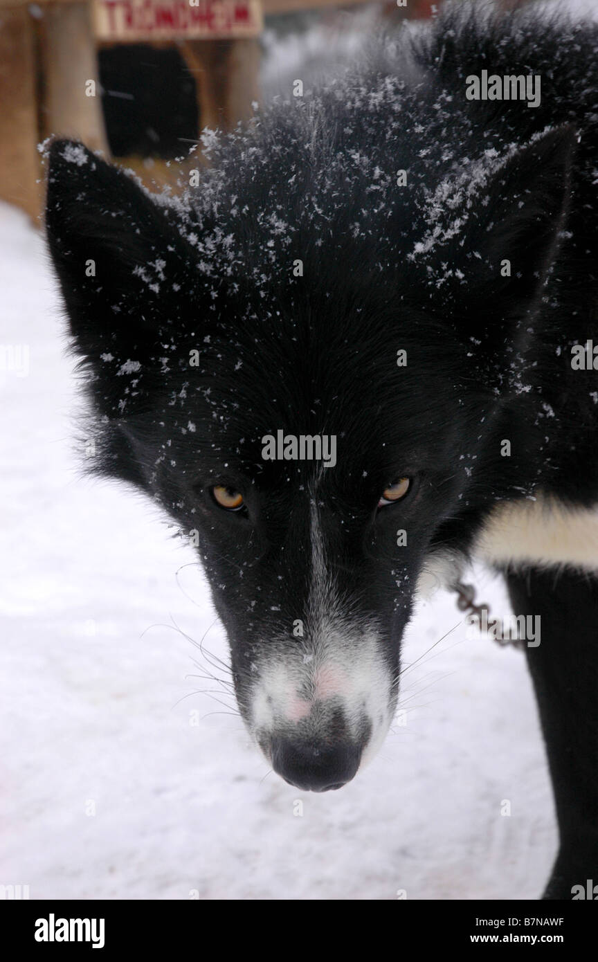 A sled dog outside of his kennel Stock Photo - Alamy