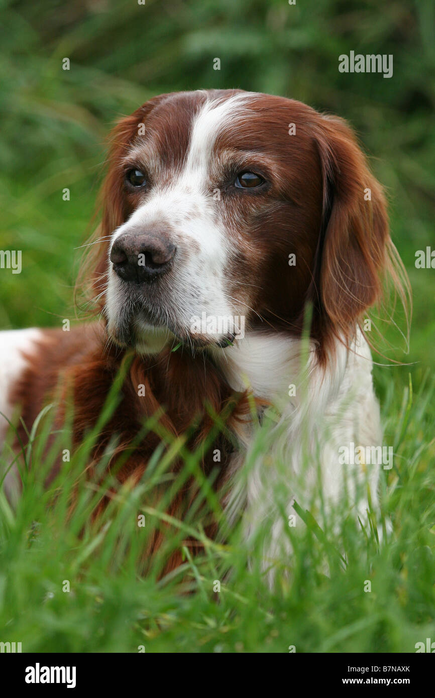 Irish red and white Setter Stock Photo Alamy