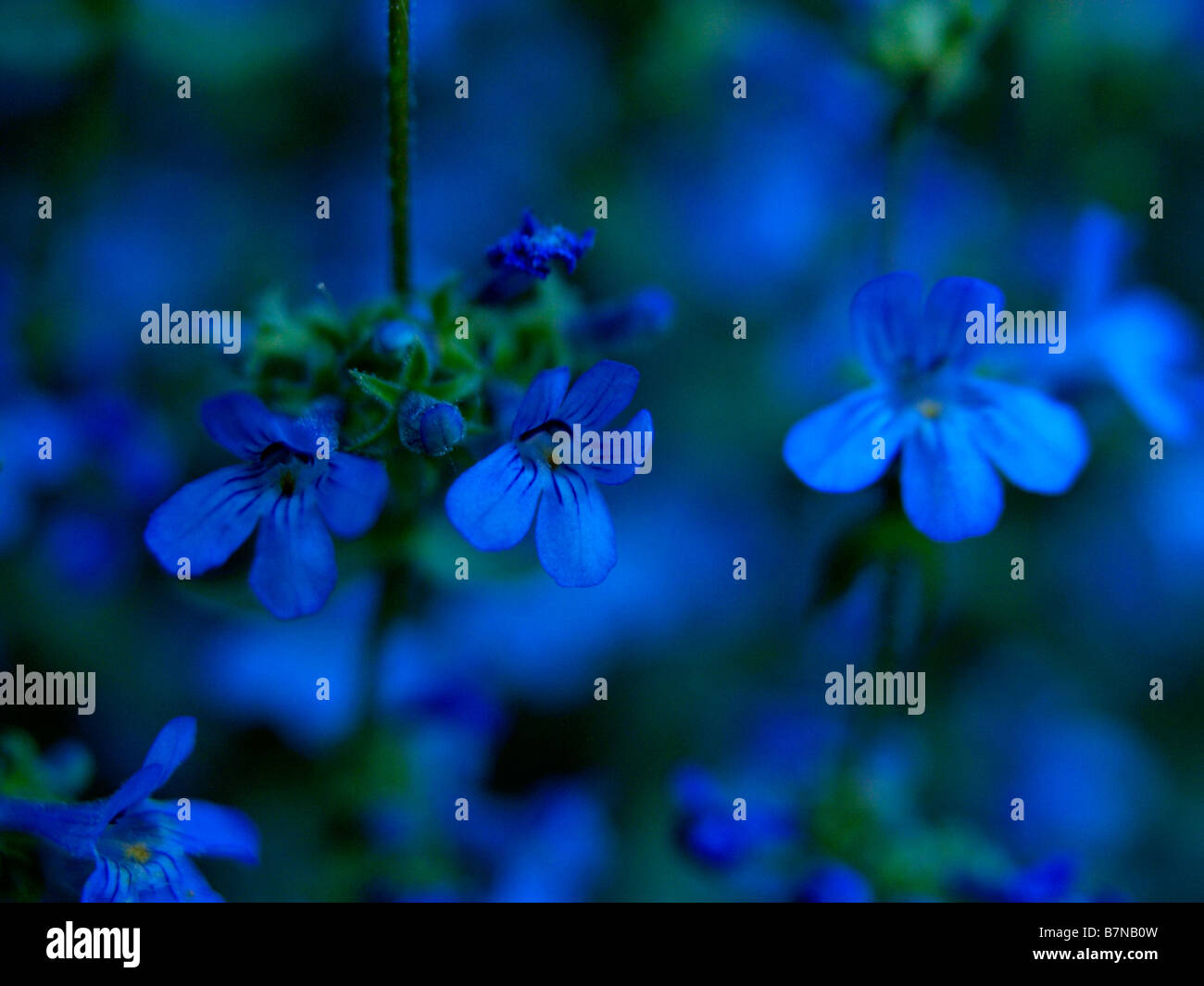 Tiny blue penstemon wildflowers in Millcreek Canyon above Salt Lake City, Utah. Stock Photo
