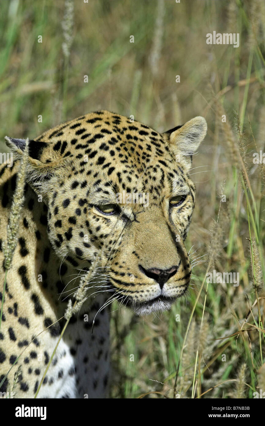 Leapoared Vertical portrait adult leopard hi-res stock photography and images - Alamy