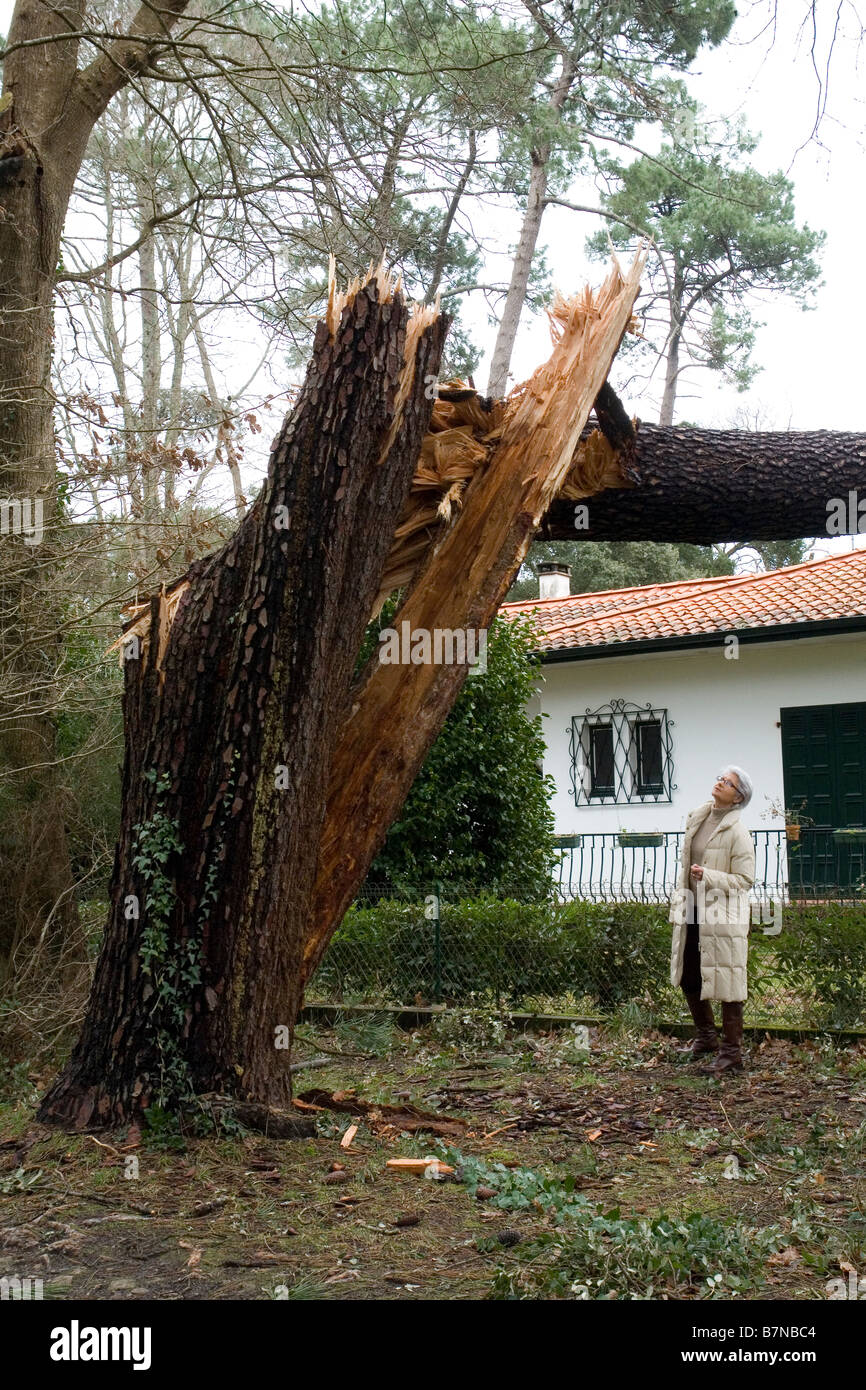 Damages caused by the Klaus tempest in South Western France. Dégâts causés par la tempête Klaus dans le Sud-Ouest de la France. Stock Photo