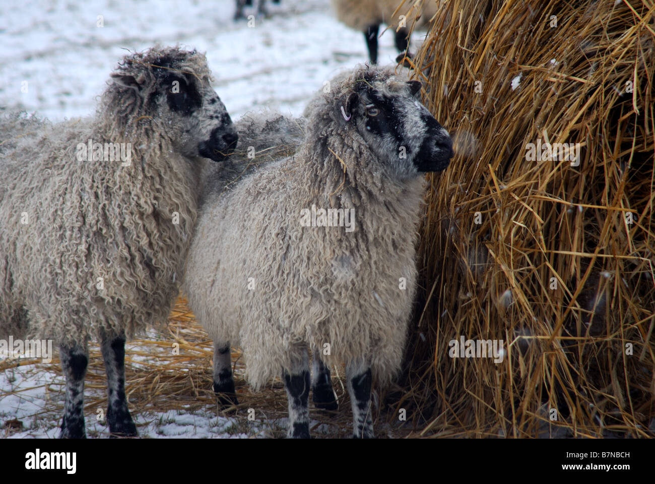 Feeding sheep winter fodder hires stock photography and images Alamy