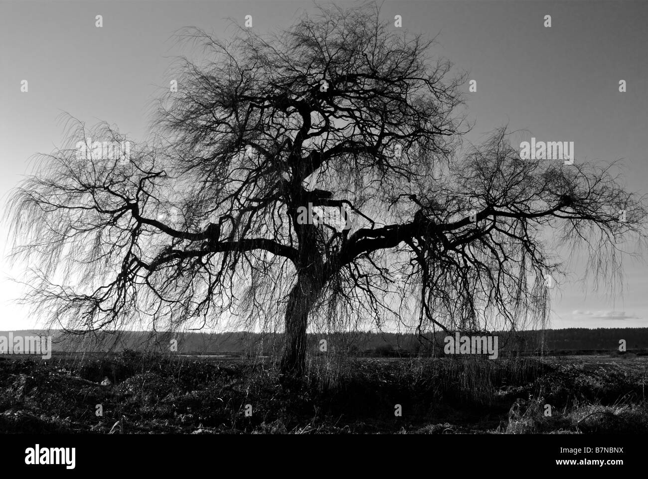 Oak tree sunrise silhouette hi-res stock photography and images - Alamy