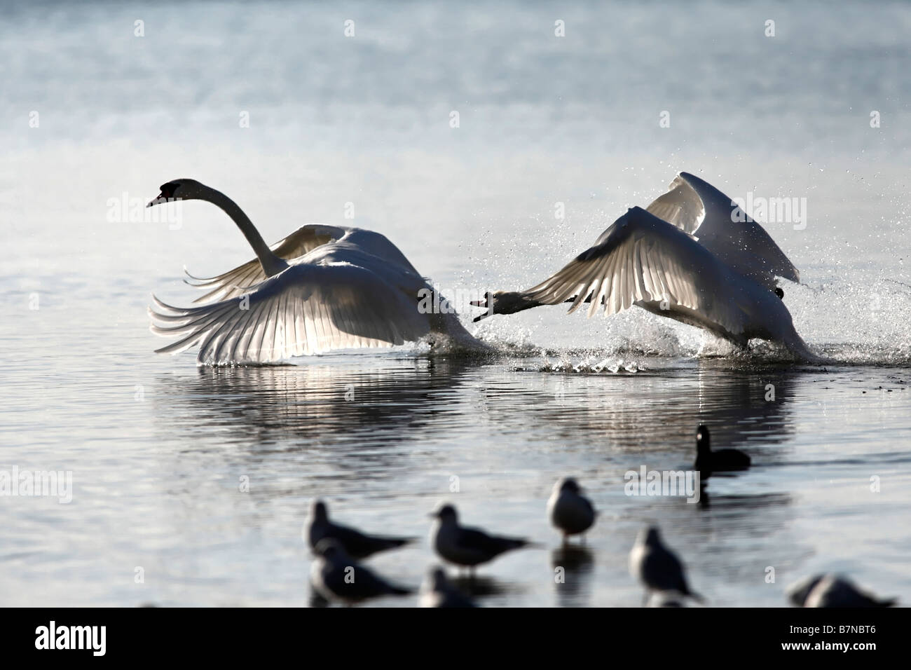 White Swan Chasing another Swan on Lake Cygnus Olor Mute Swan Stock Photo
