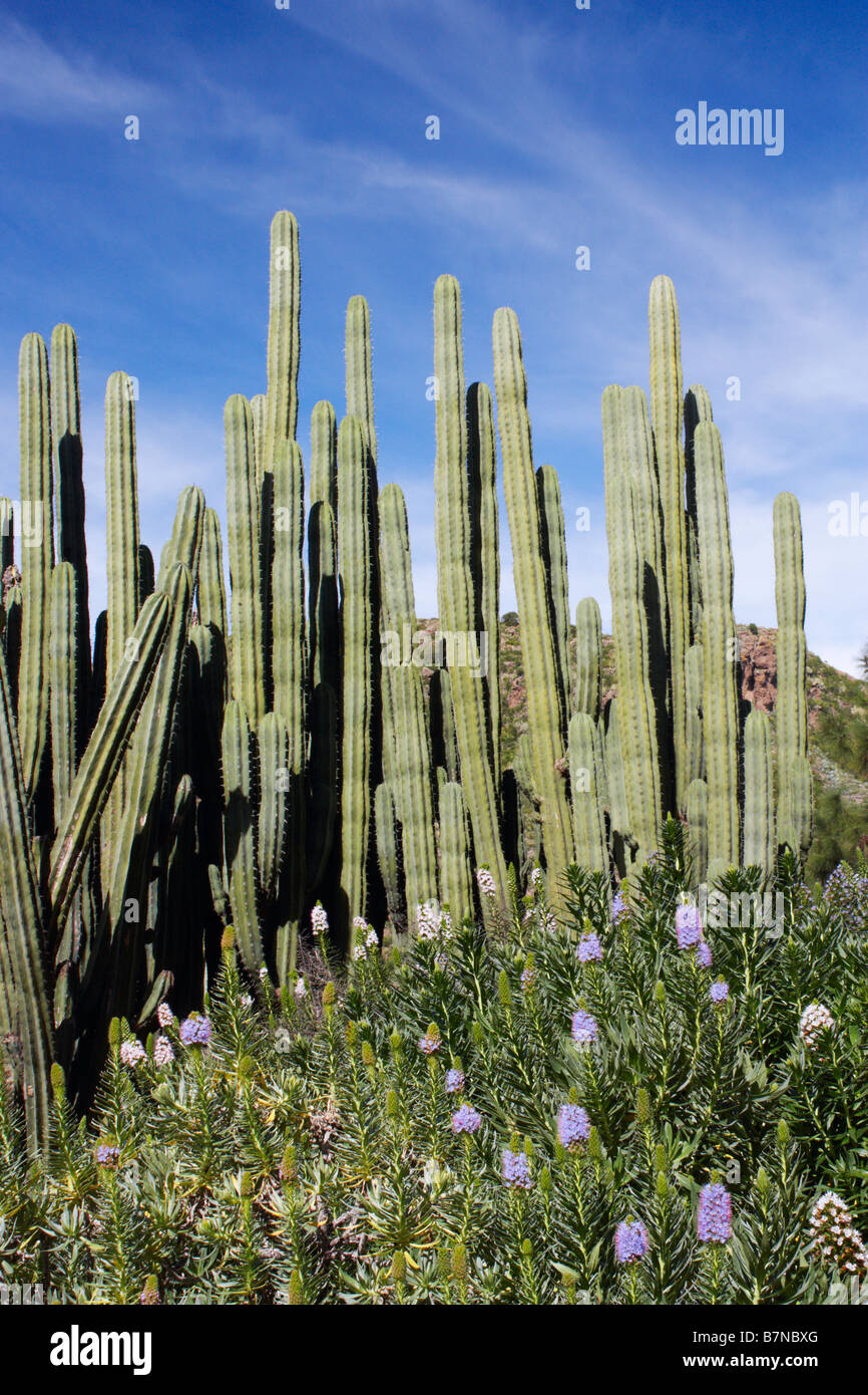 Echium Nervosum (local name Tajinaste Azul) and cactus in Jardin Canario near Las Palmas on Gran Canaria. Stock Photo