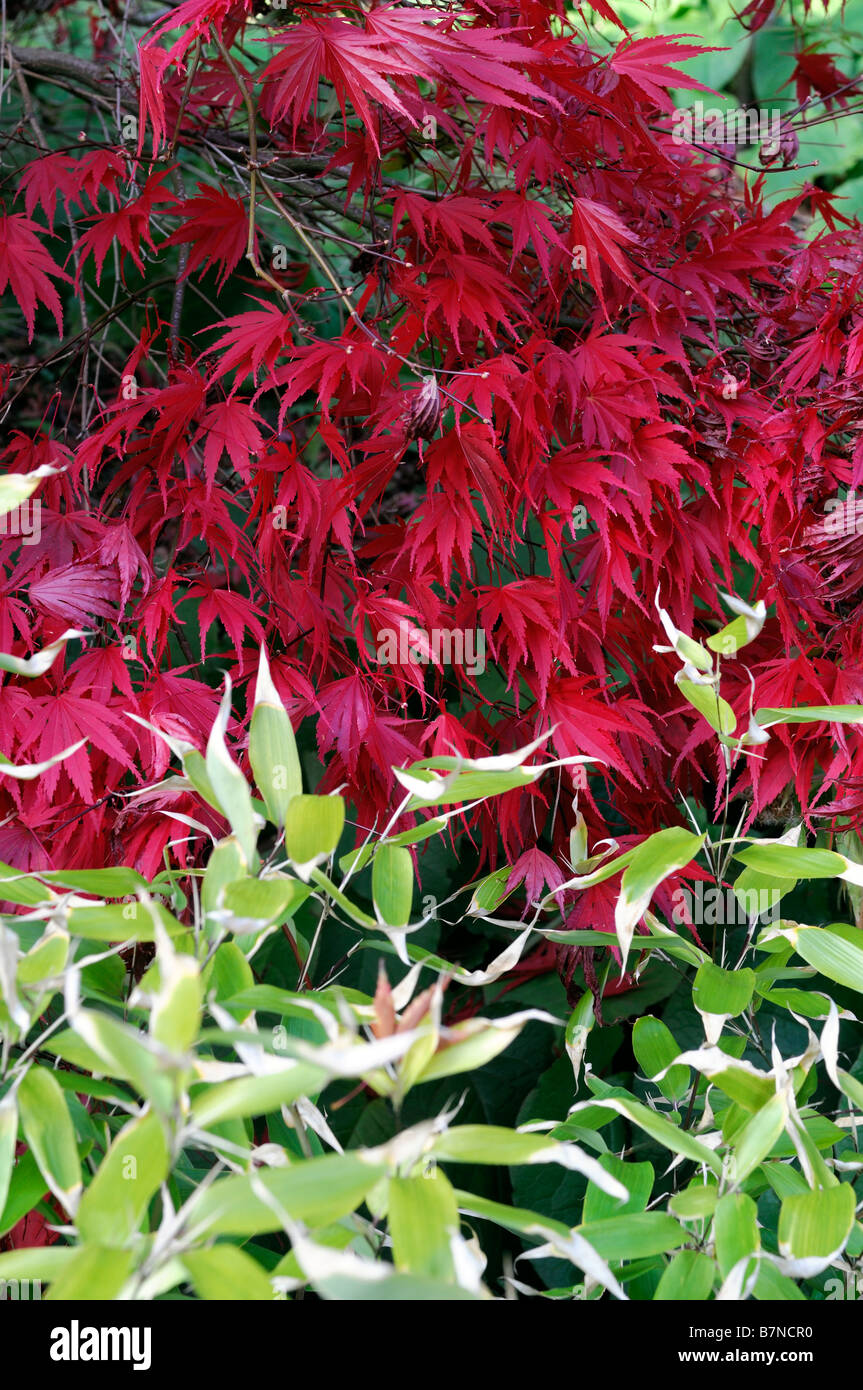fiery red coloured acer palmatum leaves leaf contrast green autumn autumnal fall color colour tree trees Stock Photo