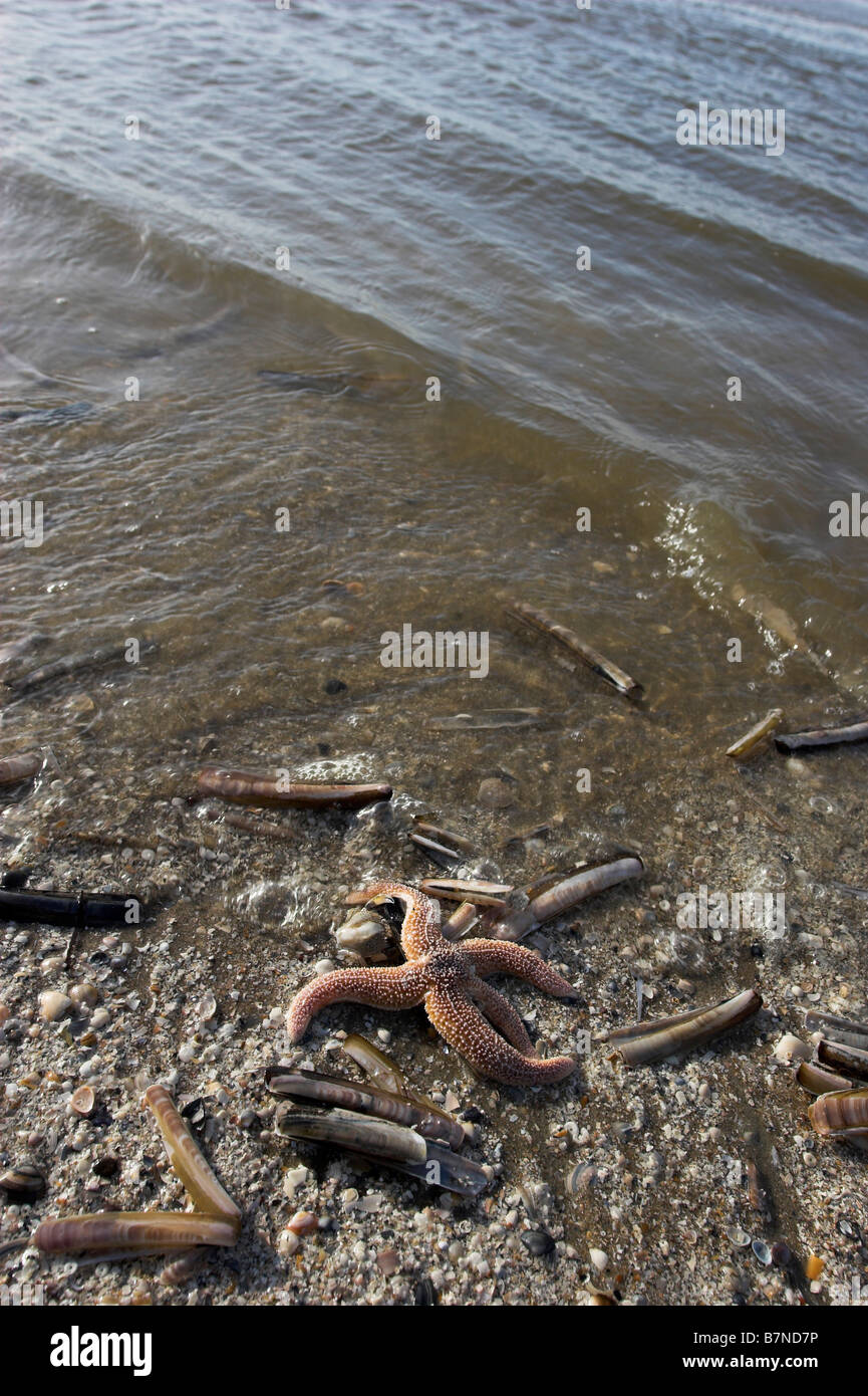 Common Starfish Asterias rubens and razor shells Ensis ensis and crab ...