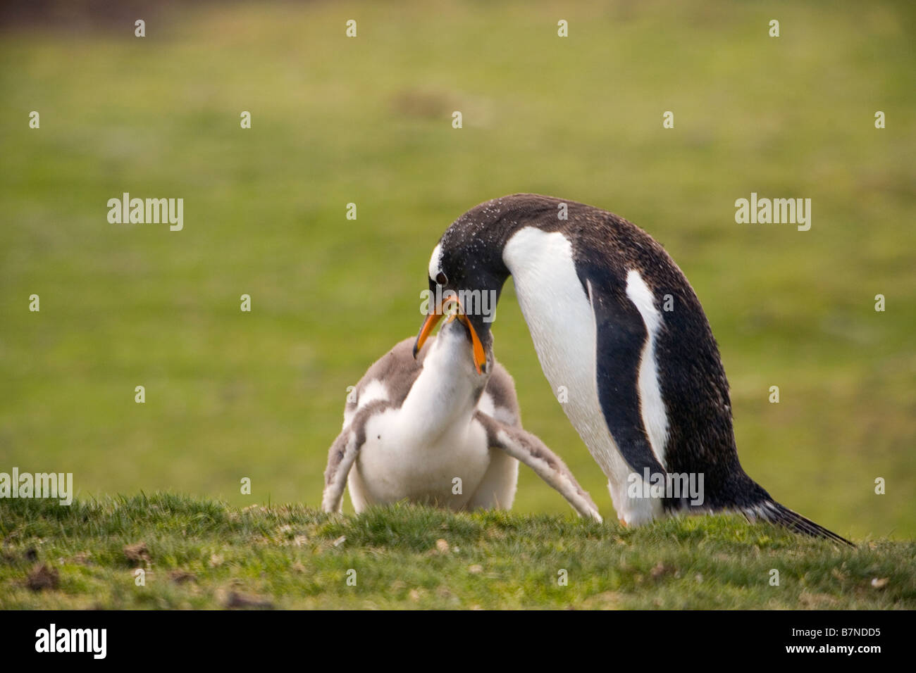 Gentoo Penguin (Pygoscelis papua papua) feeding its chick. Near