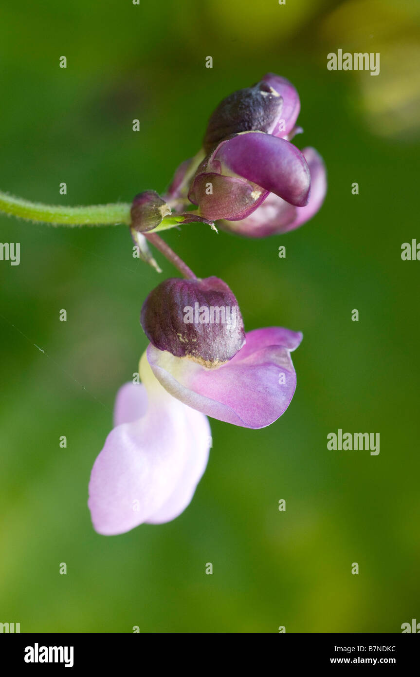 Flowers of climbing French bean 'Cosse Viollette' Stock Photo