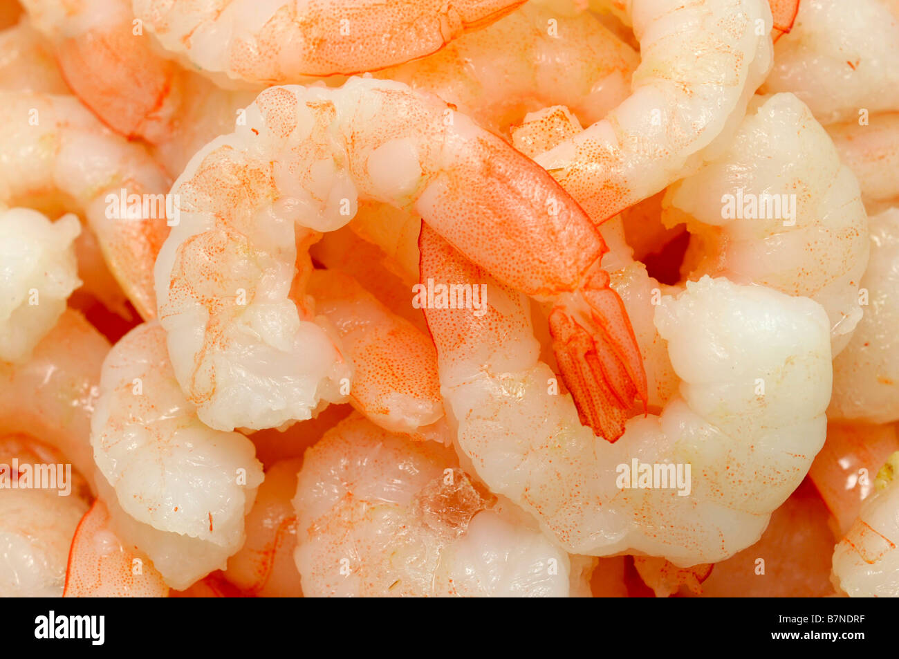 Cooked Cocktail Shrimp, Closeup Stock Photo