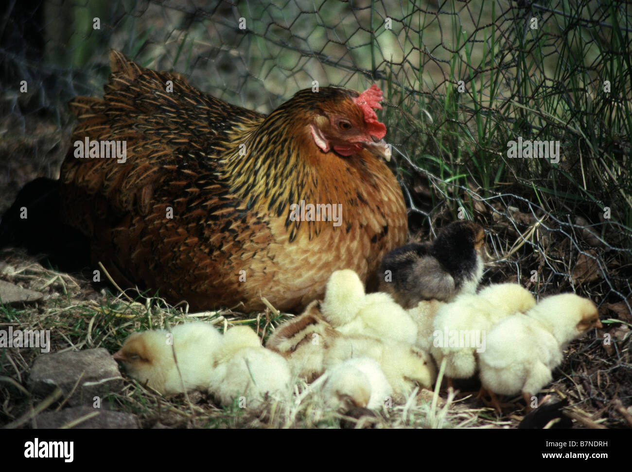 Brown Hen with Chicks Stock Photo Alamy
