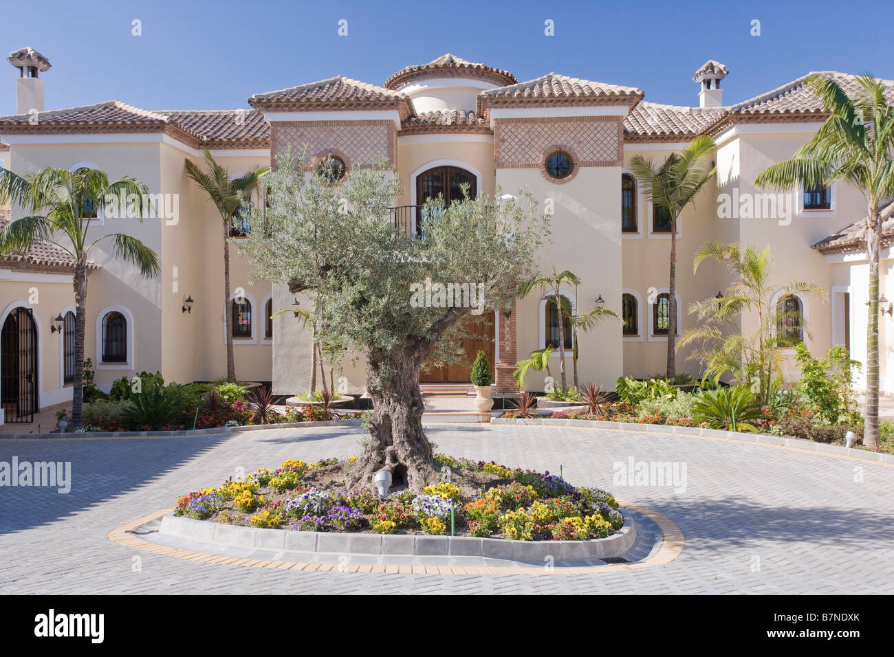 Ancient olive tree in circular bed in drive in front of large Spanish
