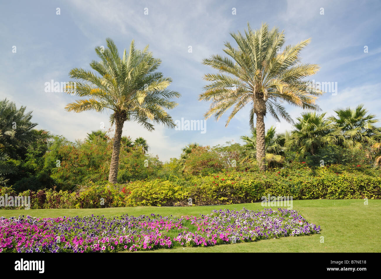 Palm Trees in Jumeirah, Dubai, United Arab Emirates Stock Photo