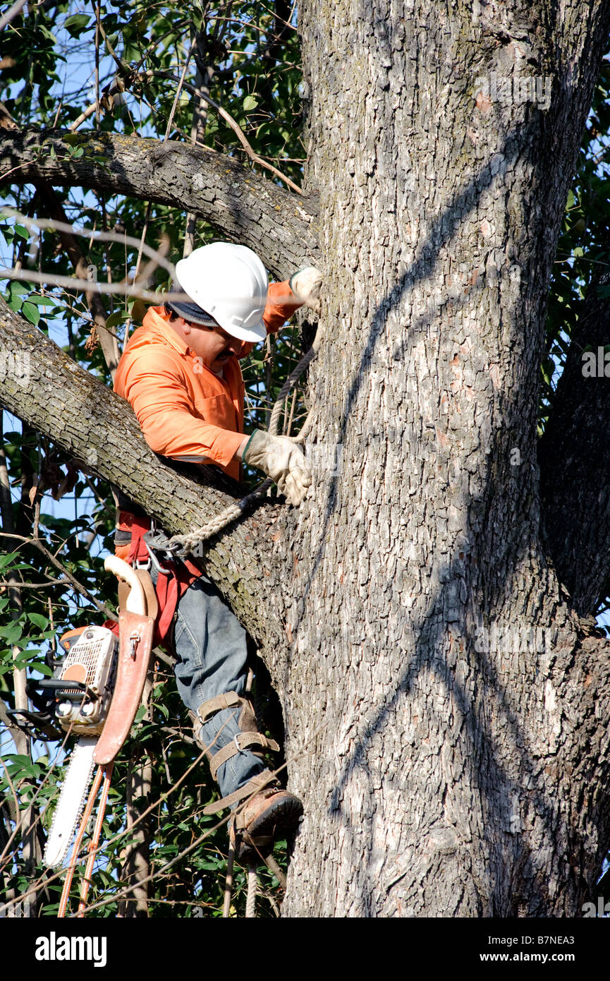 Lumberjacks chopping down a tree Stock Photo - Alamy