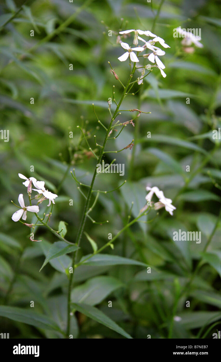 Dames Violet, Hesperis matronalis, Brassicaceae Stock Photo