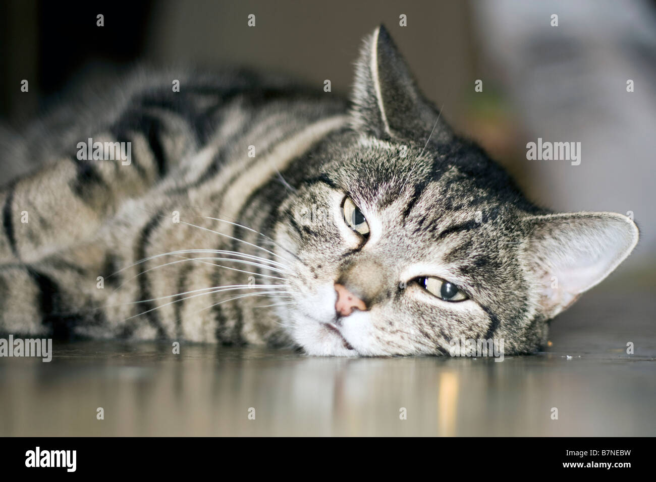 Silver tabby cat hi-res stock photography and images - Alamy
