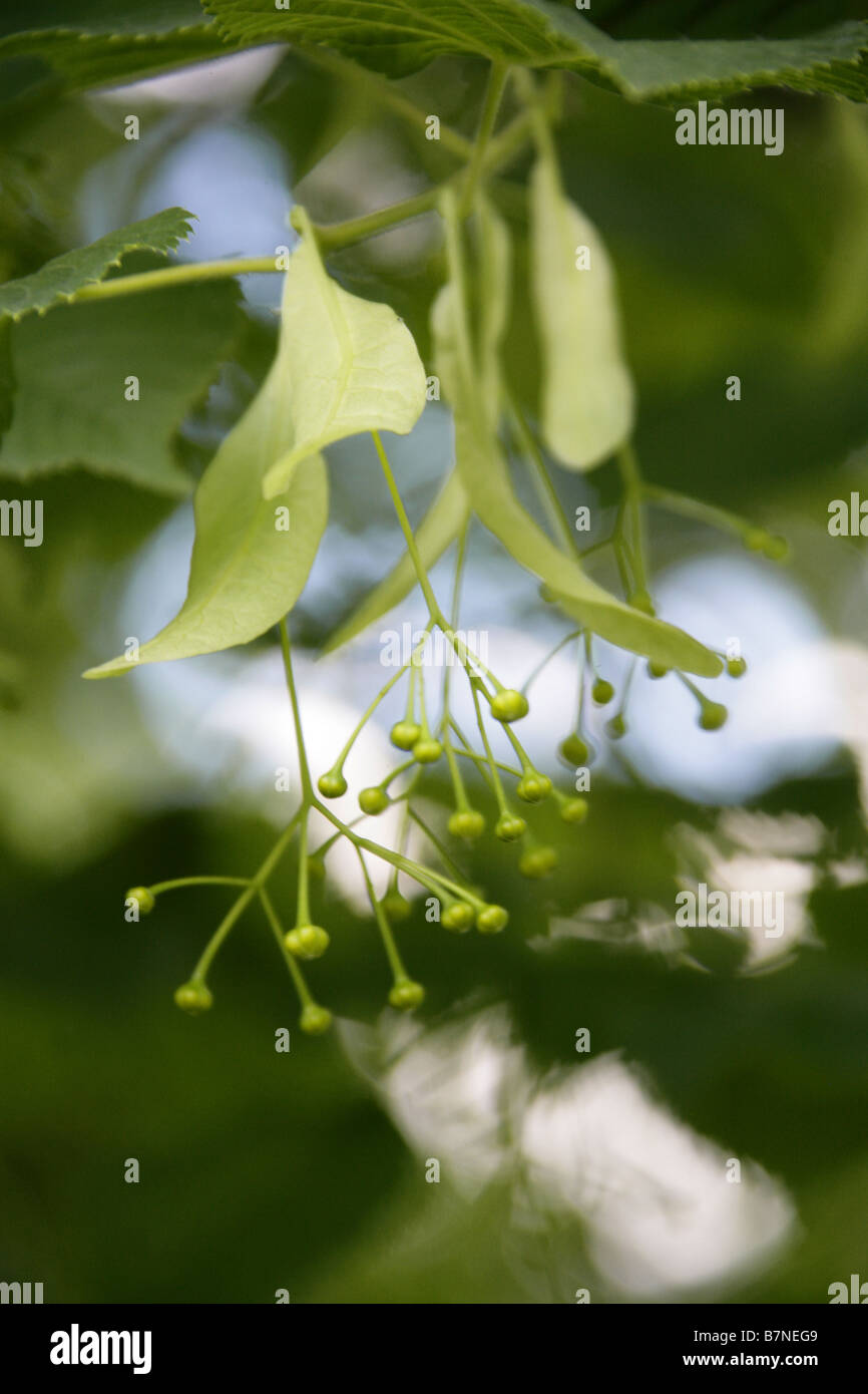 Lime tree england hires stock photography and images Alamy