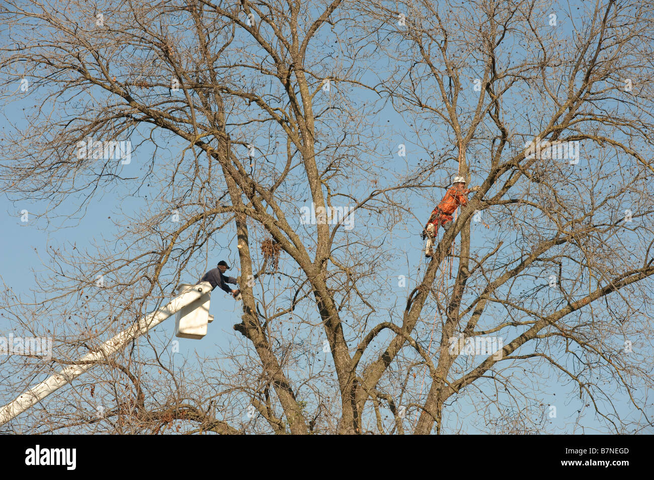 Lumberjacks chopping down a tree Stock Photo - Alamy