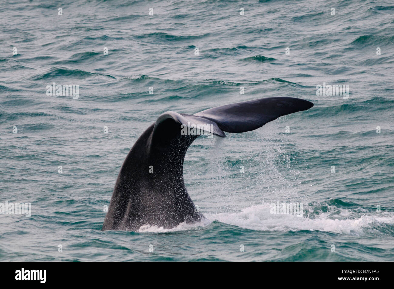 Right southern whale hi-res stock photography and images - Alamy